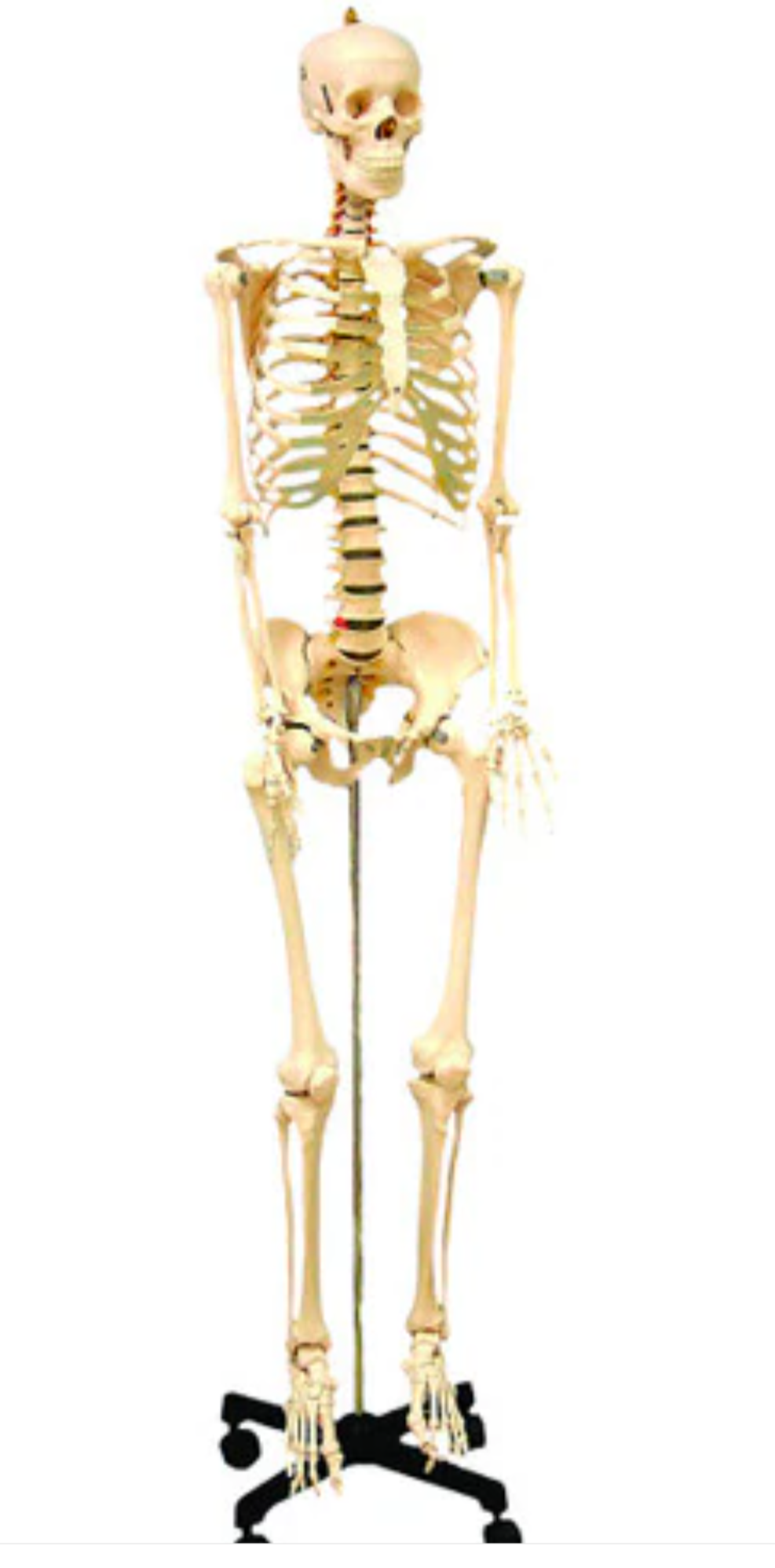 Life-Size Anatomical Skeleton Model with Stand